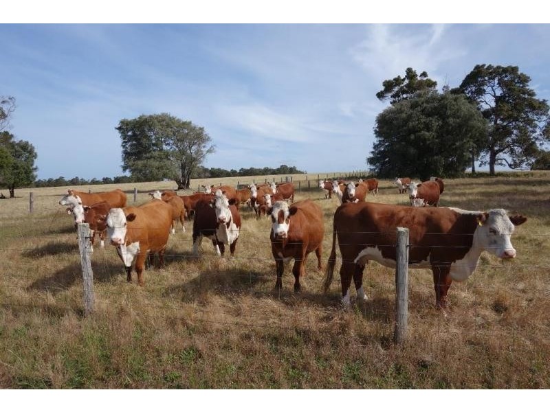 Forest Grove WA 6286