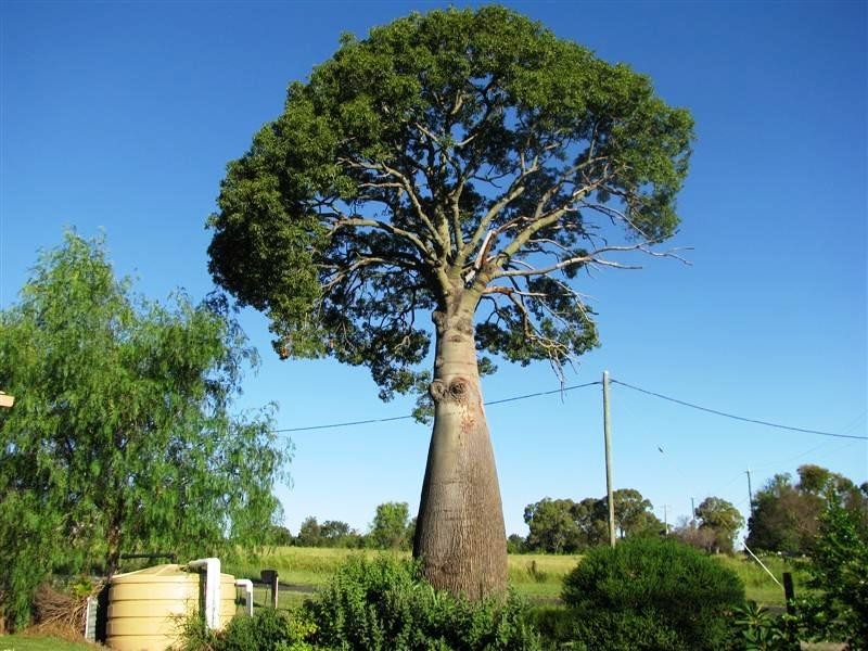 75 Dennis Street, Bell QLD 4408