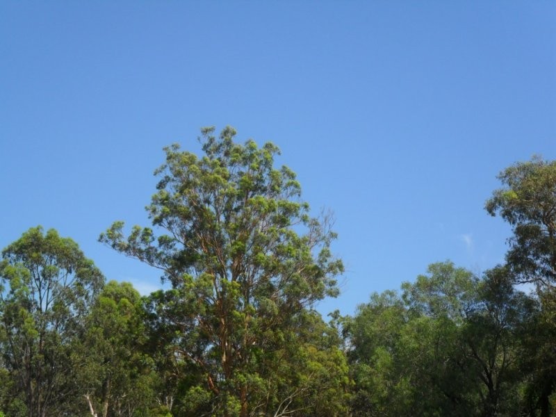 15 Dily Street (off Peverell St), Hillcrest QLD 4118