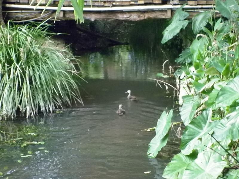 8 Bream Close, Emerald Beach NSW 2456