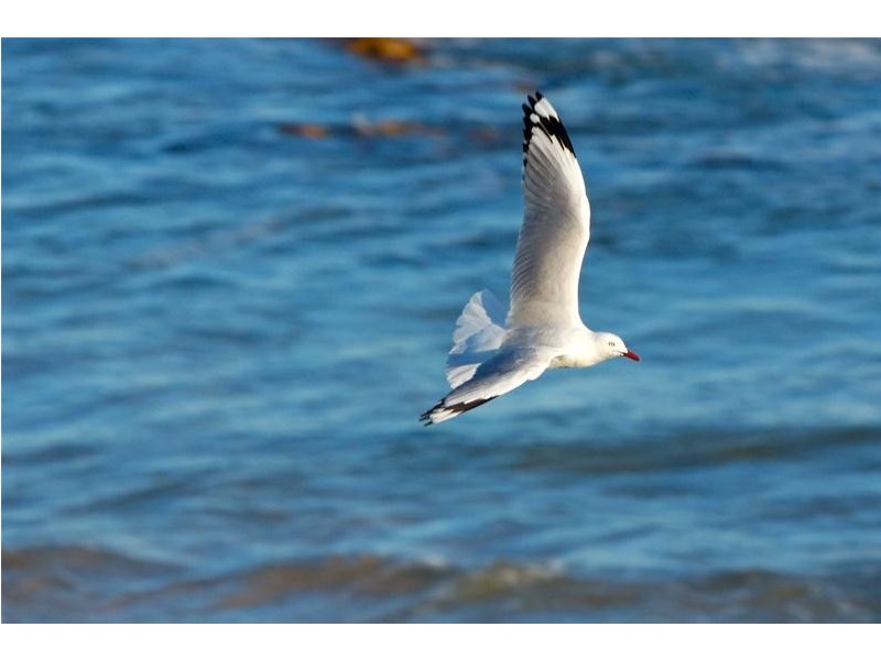 River Breeze Estate, Nambucca Heads NSW 2448