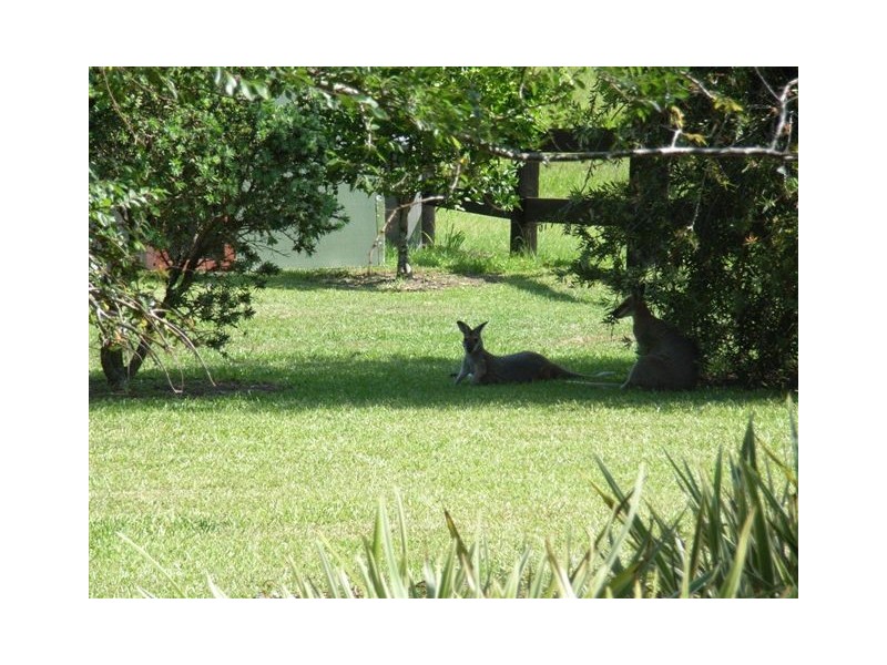 117 Coldwater Creek Road, Nana Glen, Coffs Harbour NSW 2450