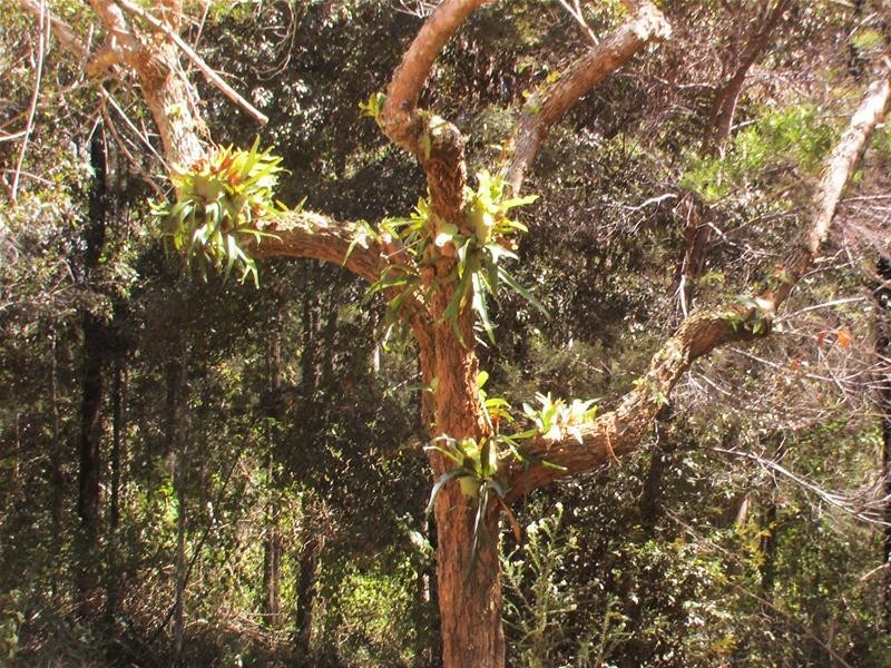 239 Lurcocks Road, Nana Glen NSW 2450