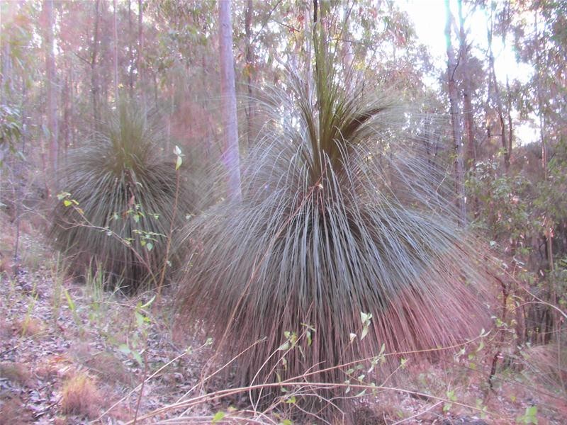 239 Lurcocks Road, Nana Glen NSW 2450