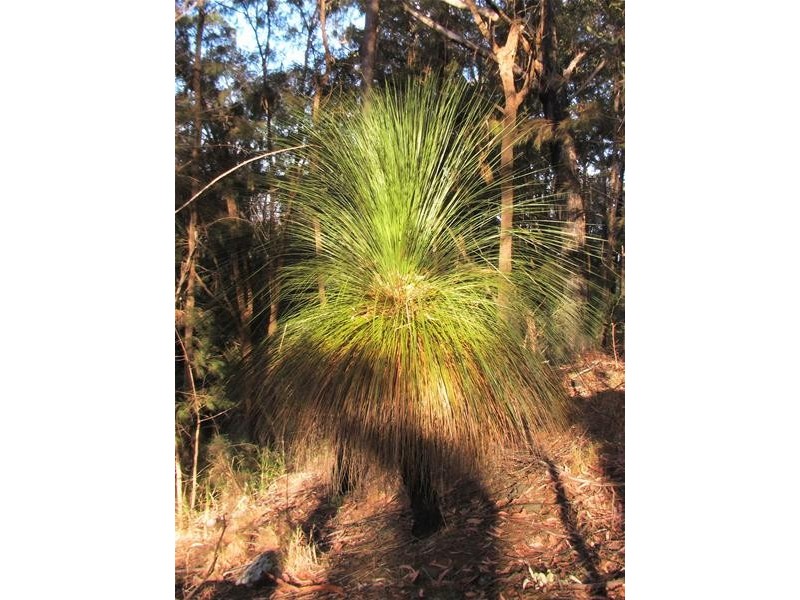 239 Lurcocks Road, Nana Glen NSW 2450