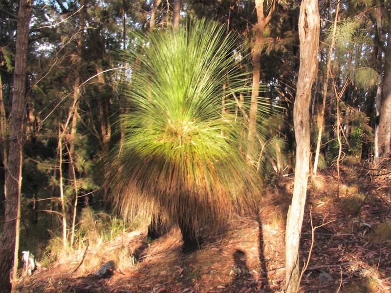 239 Lurcocks Road, Nana Glen NSW 2450