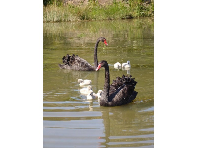 12 Cascade Walk, Macleod VIC 3085