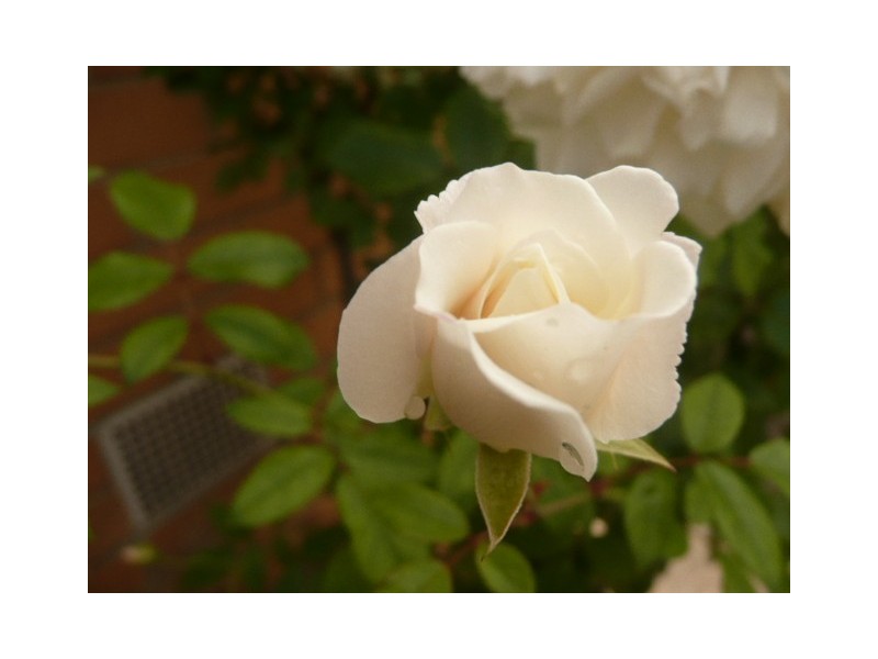 6/12 Ashby Grove, Eaglemont VIC 3084