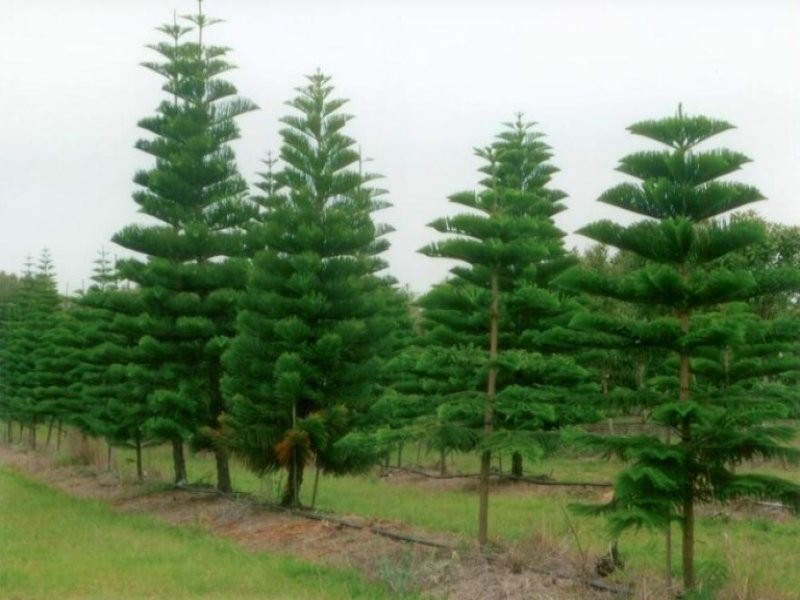 Moore Park Beach QLD 4670