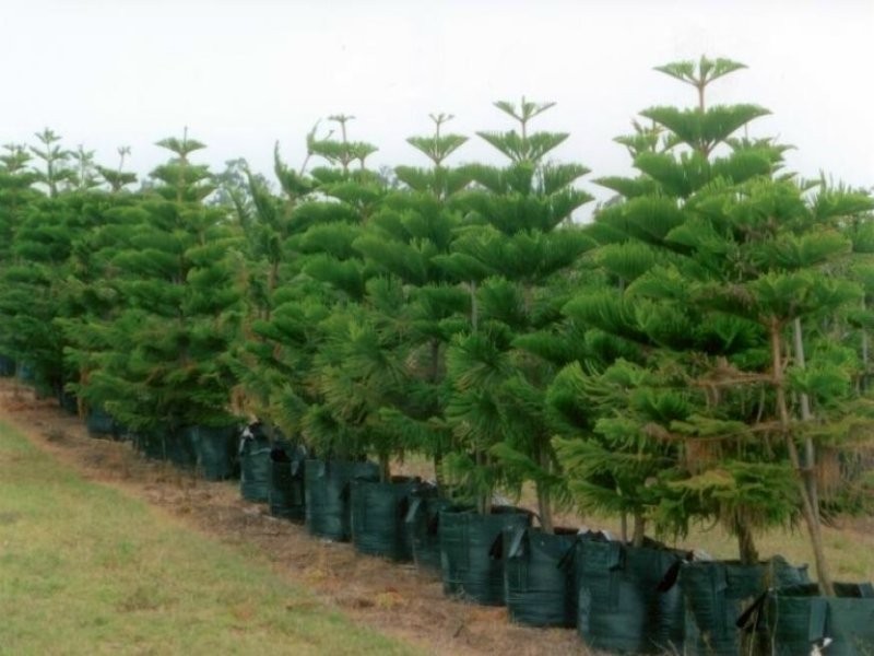 Moore Park Beach QLD 4670