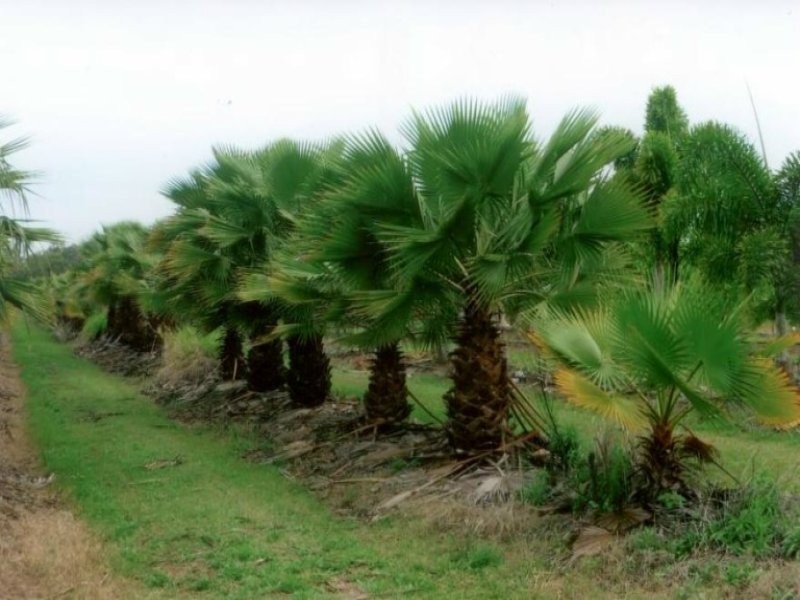 Moore Park Beach QLD 4670