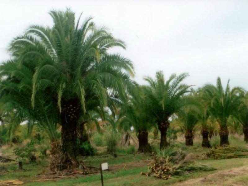 Moore Park Beach QLD 4670