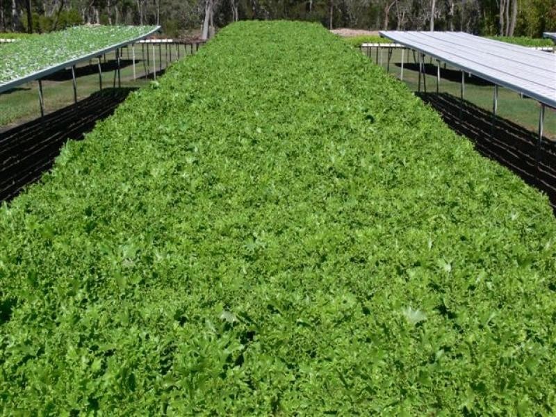 29 – 37 Grevillea Drive, Redridge QLD 4660