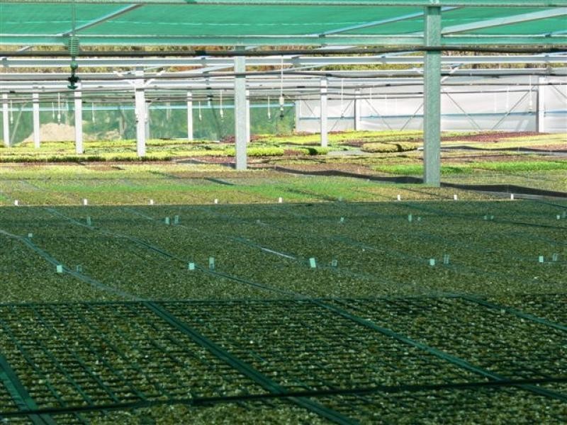 29-37 Grevillea Drive, Redridge QLD 4660