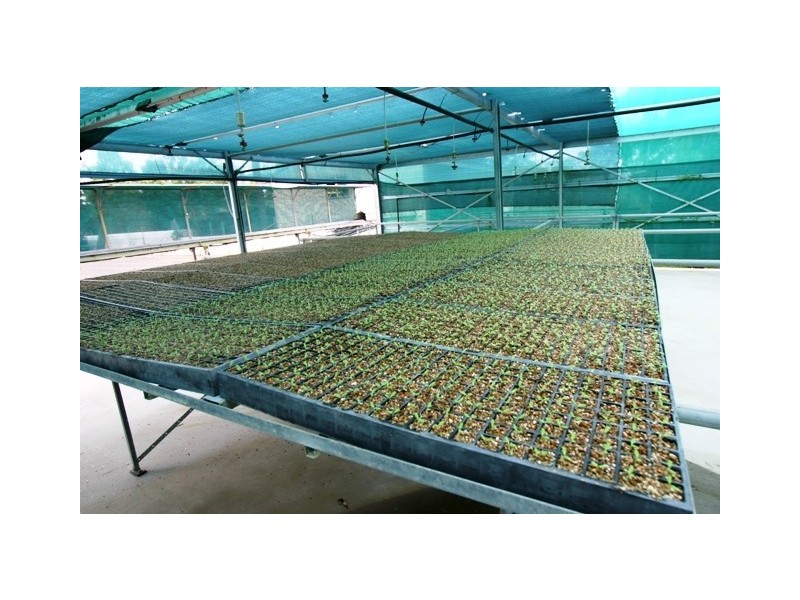 29 Grevillea Drive, Redridge QLD 4660