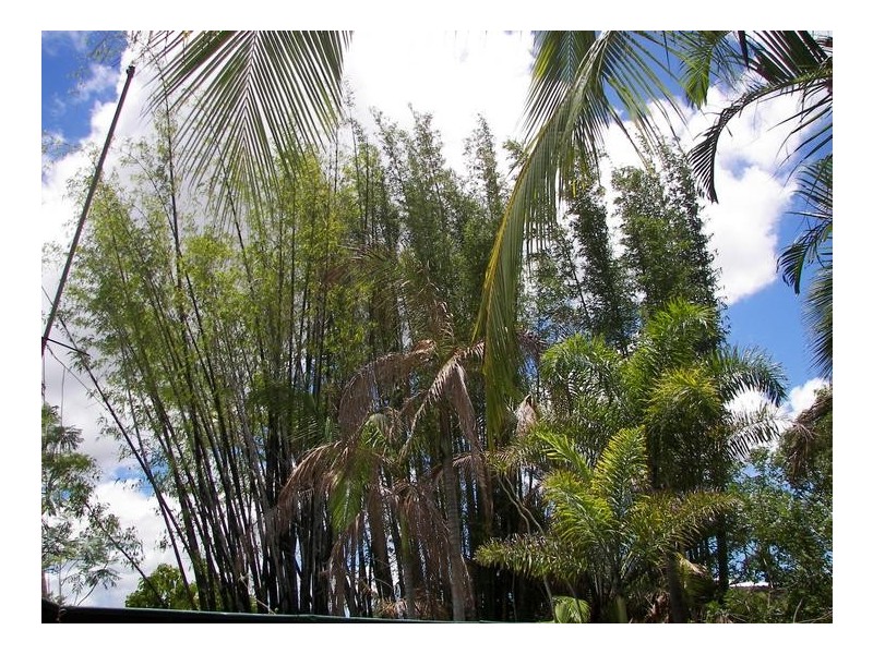11 Walker St, Bundaberg South QLD 4670