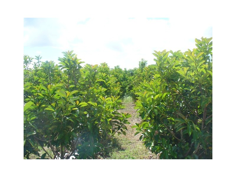 34 Booloongie Road, Gooburrum QLD 4670