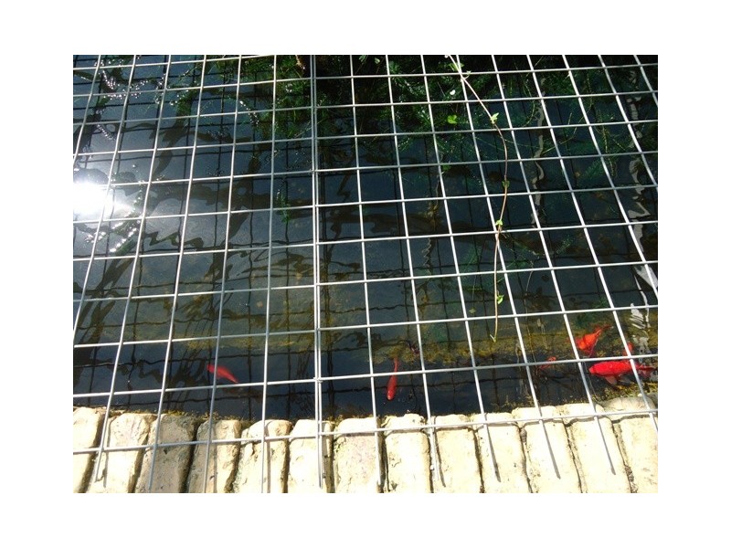 3 St Lucia Crescent, Avoca QLD 4670