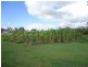 1381 Rosedale Road, Bucca QLD 4670
