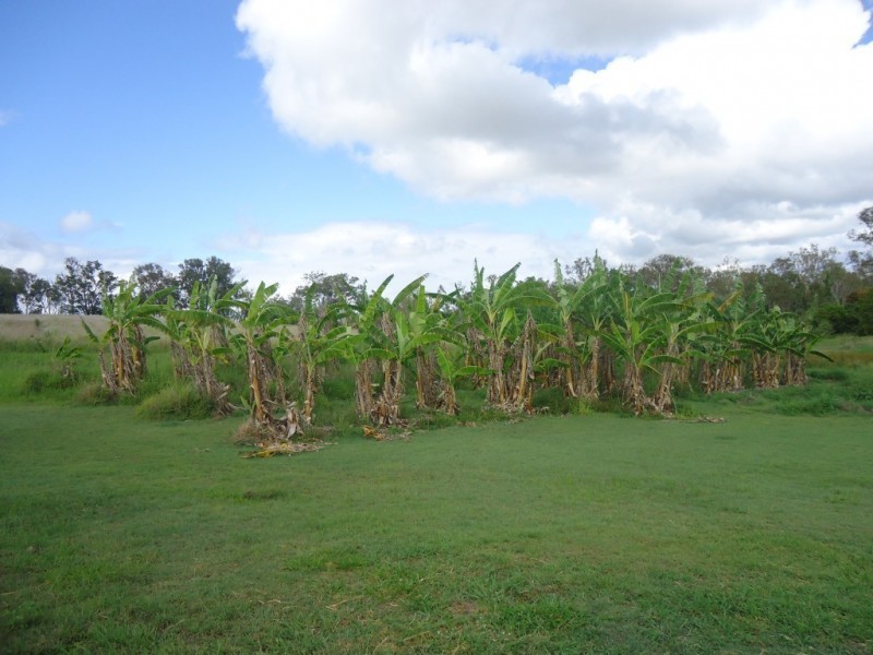 1381 Rosedale Road, Bucca QLD 4670