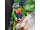 Wandin North VIC 3139