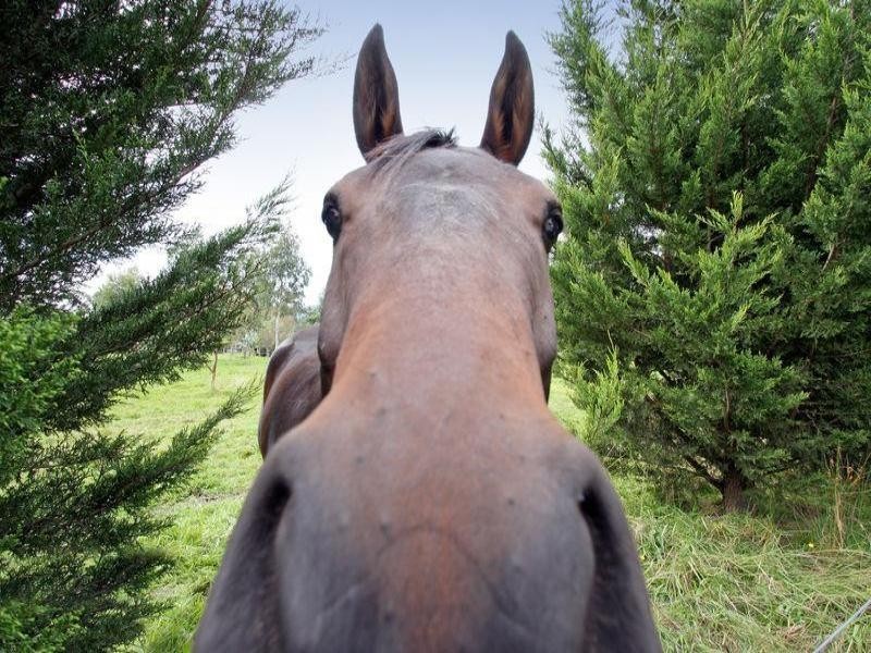 Healesville VIC 3777