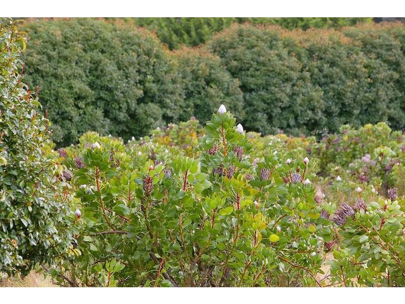 35 Angus Road, Yellingbo VIC 3139