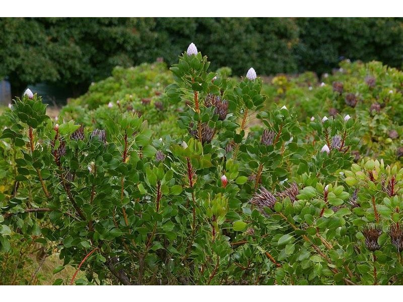 35 Angus Road, Yellingbo VIC 3139