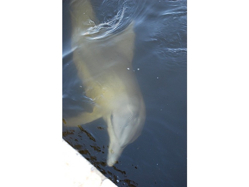 13/10 Marina Drive, Ascot WA 6104