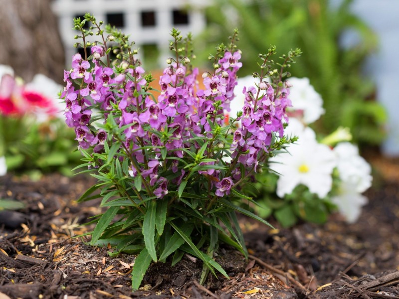 52 King William Street, Bayswater WA 6053