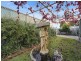 19 BURNLEY STREET, Wodonga VIC 3690
