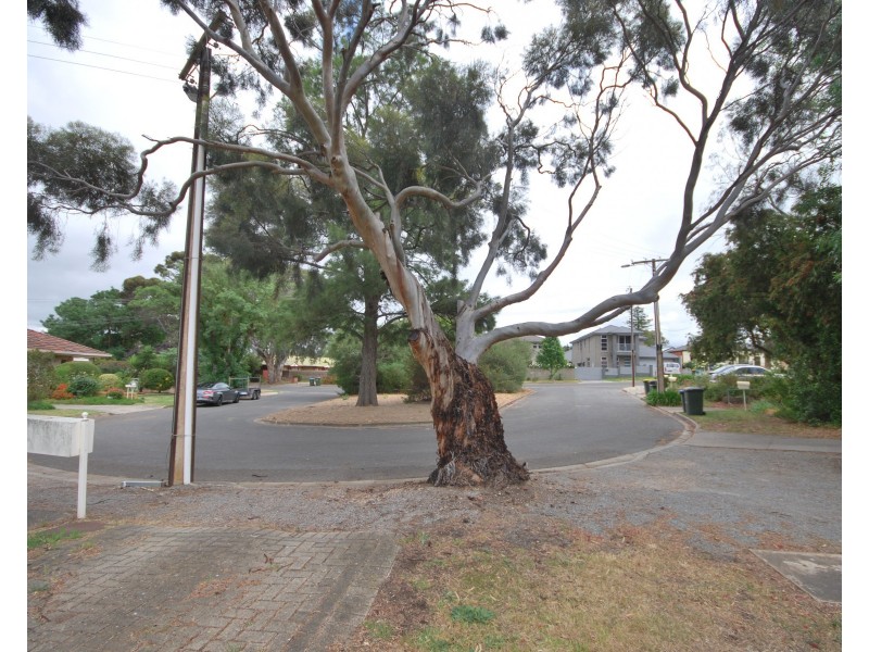 6 Olive Court, Magill SA 5072