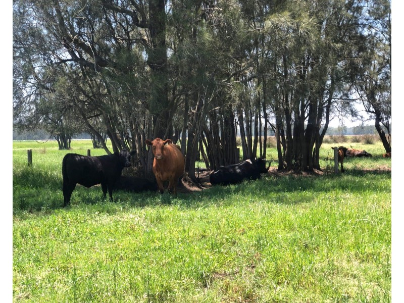 16 Woodberry Road, Tarro NSW 2322