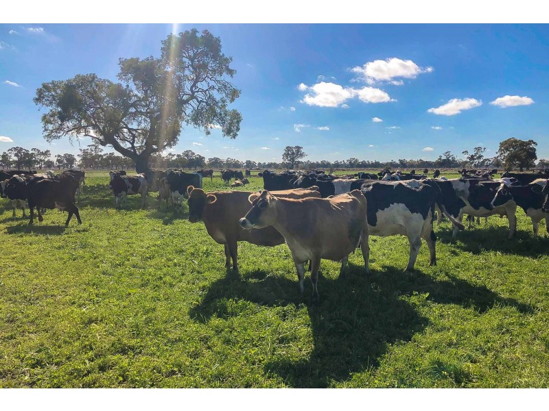 60 Thompsons Rd, Cohuna VIC 3568