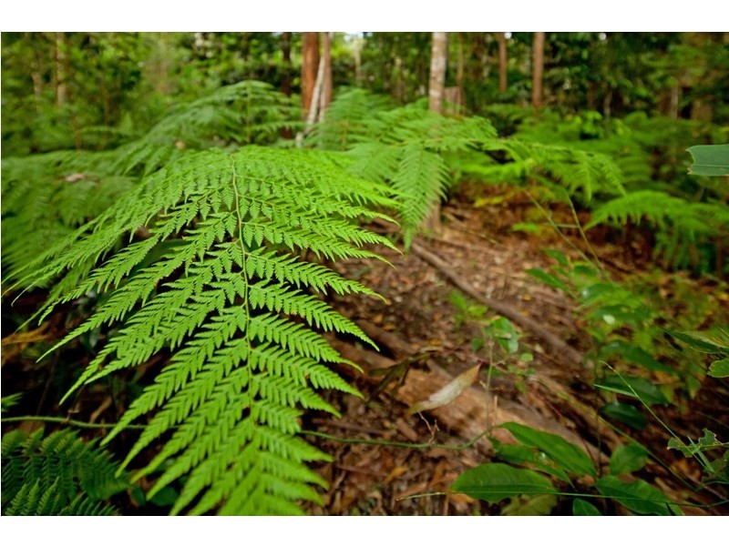 121 Obi Obi Road, Mapleton QLD 4560