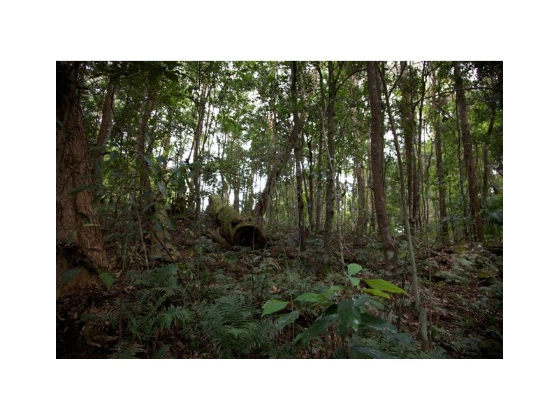 428 Western Avenue, Montville QLD 4560