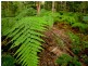 121 Obi Obi Road, Mapleton QLD 4560