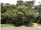 Currimundi QLD 4551