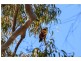 461 Bells Creek Road, Bells Creek QLD 4551
