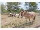 120 McGuires Hut Road, South Ripley QLD 4306