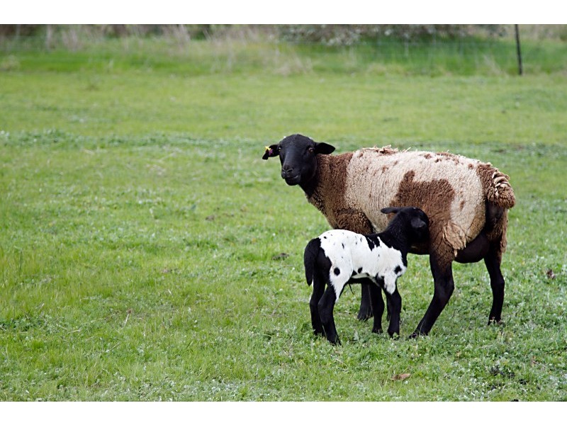 261 Powers Road, Bendigo VIC 3550