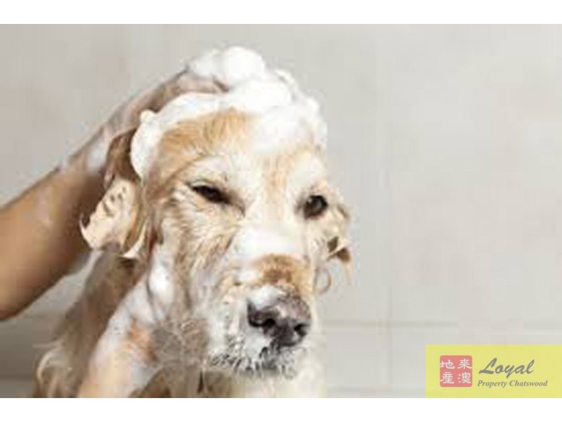 176 Penshorst Street, Willoughby NSW 2068