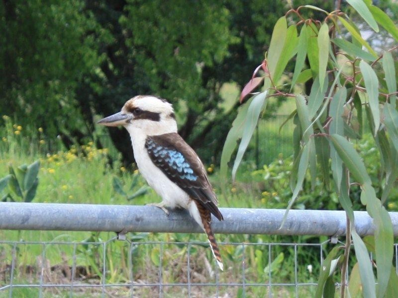 29 Doris Hirst Place, West Pennant Hills NSW 2125