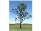 Lot 50 Irwin Road, Cedar Grove QLD 4285