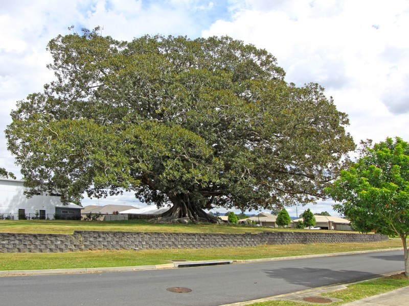 5 Verge Place, Bellmere QLD 4510