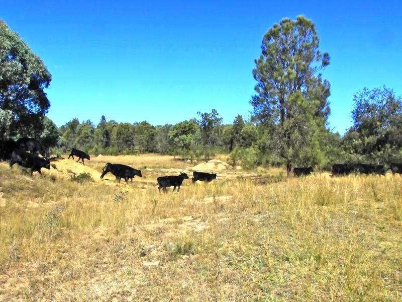 Leslie Dam QLD 4370