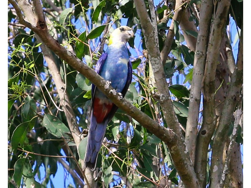 120 Evergreen Drive, Stockleigh QLD 4280