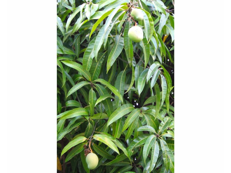 19 Livingstone Road, Darra QLD 4076