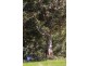 Nannup WA 6275
