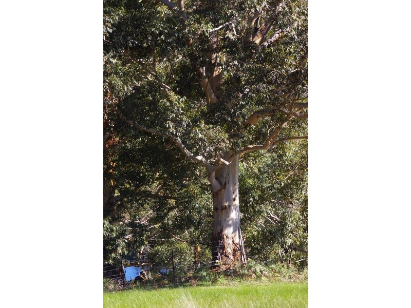 Nannup WA 6275
